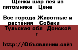 Щенки шар-пея из питомника › Цена ­ 15 000 - Все города Животные и растения » Собаки   . Тульская обл.,Донской г.